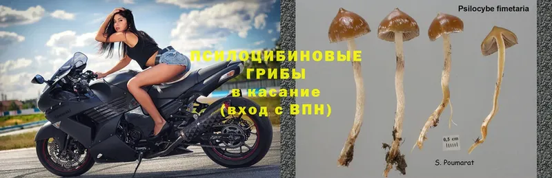 Галлюциногенные грибы Magic Shrooms Лесозаводск